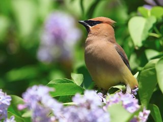 Обои цветы, природа, птица, весна, куст, сирень, свиристель, flowers, nature, bird, spring, bush, lilac, the waxwing разрешение 2048x1671 Загрузить