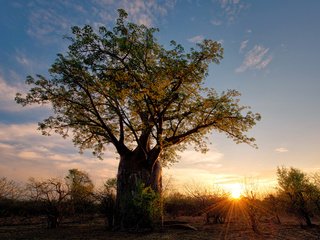 Обои солнце, дерево, африка, баобаб, зимбабве, the sun, tree, africa, baobab, zimbabwe разрешение 2048x1654 Загрузить