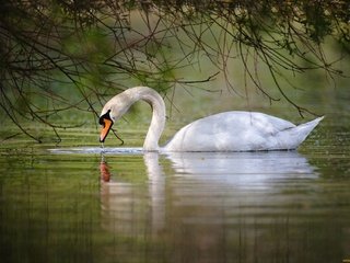 Обои вода, озеро, белый, птицы, лебедь, грация, шипун, water, lake, white, birds, swan, grace, mute разрешение 2048x1365 Загрузить