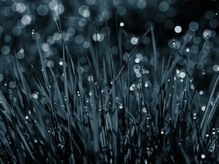 Обои природа, дождь падает на траву, nature, the rain falls on the grass разрешение 1920x1080 Загрузить