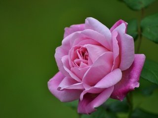 Обои макро, роза, лепестки, бутон, macro, rose, petals, bud разрешение 2560x1600 Загрузить