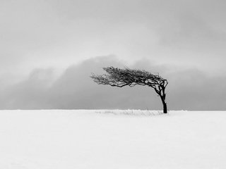 Обои снег, дерево, поле, м, snow, tree, field, m разрешение 1920x1200 Загрузить