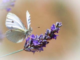 Обои макро, цветок, бабочка, крылья, насекомые, macro, flower, butterfly, wings, insects разрешение 2048x1535 Загрузить