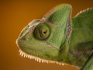 Обои ящерица, хамелеон, lizard, chameleon разрешение 2048x1465 Загрузить