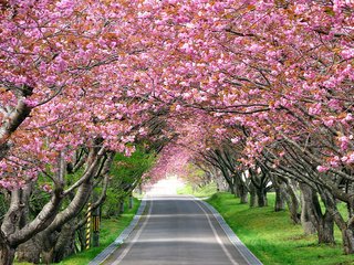Обои дорога, деревья, цветение, весна, аллея, road, trees, flowering, spring, alley разрешение 2560x1600 Загрузить