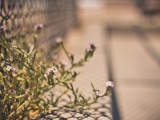 Обои цветы, макро, забор, сетка, ограждение, ограда, flowers, macro, the fence, mesh, fence разрешение 1920x1200 Загрузить