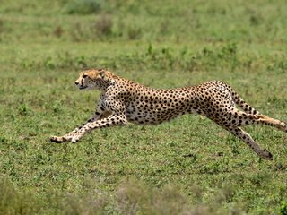 Обои африка, хищник, большая кошка, гепард, africa, predator, big cat, cheetah разрешение 1920x1080 Загрузить