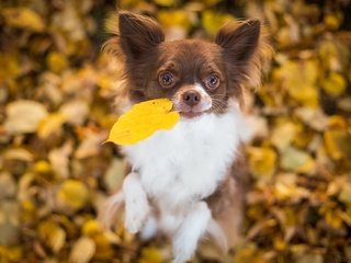 Обои листья, настроение, собака, песик, листик, боке, чихуахуа, leaves, mood, dog, doggie, leaf, bokeh, chihuahua разрешение 2048x1310 Загрузить