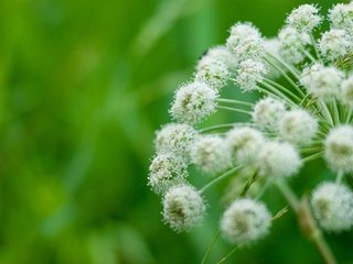 Обои трава, природа, макро, grass, nature, macro разрешение 2880x1917 Загрузить