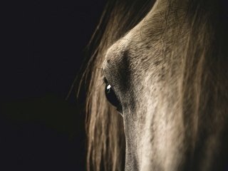 Обои морда, лошадь, макро, конь, face, horse, macro разрешение 1920x1200 Загрузить