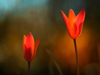 Обои цветы, природа, красные, тюльпаны, flowers, nature, red, tulips разрешение 1920x1200 Загрузить