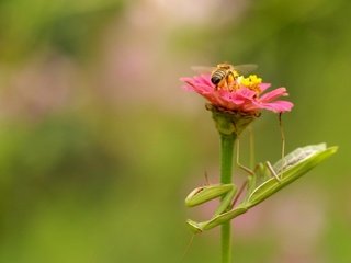 Обои природа, цветок, насекомые, пчела, богомол, nature, flower, insects, bee, mantis разрешение 1920x1280 Загрузить