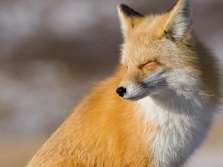 Обои рыжая, лиса, лисица, red, fox разрешение 2048x1461 Загрузить