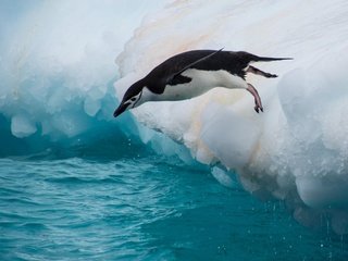 Обои вода, прыжок, птица, пингвин, льдина, water, jump, bird, penguin, floe разрешение 2560x1600 Загрузить