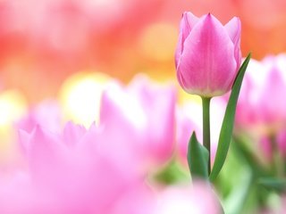 Обои цветок, лепестки, бутон, розовый, нежность, тюльпан, flower, petals, bud, pink, tenderness, tulip разрешение 3000x2000 Загрузить