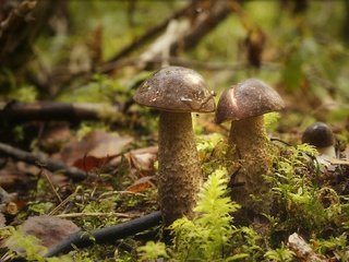 Обои лес, грибы, паучок, forest, mushrooms, spider разрешение 1960x1086 Загрузить