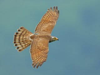 Обои полет, крылья, птица, взмах, grey-faced buzzard, butastur indicus, ястребиный канюк, flight, wings, bird, stroke, hawk buzzard разрешение 2048x1366 Загрузить