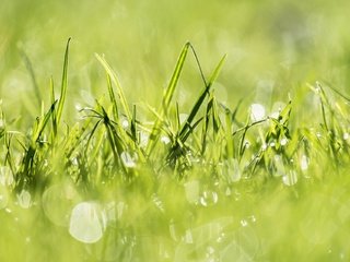 Обои свет, трава, природа, растения, зелёный, заводы, на природе, грин, легкие, light, grass, nature, plants, green разрешение 1920x1280 Загрузить