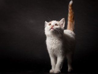 Обои поза, кошка, взгляд, котенок, темный фон, хвост, pose, cat, look, kitty, the dark background, tail разрешение 2048x1152 Загрузить