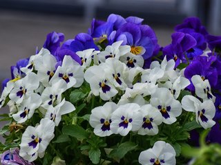 Обои цветы, лепестки, анютины глазки, фиалка, виола, flowers, petals, pansy, violet, viola разрешение 2048x1365 Загрузить