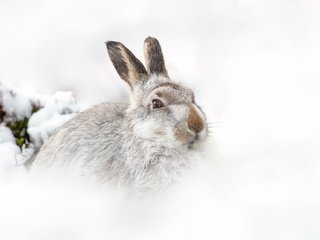 Обои raymond leinster, снег, природа, зима, фон, белый фон, шотландия, заяц, горный заяц, snow, nature, winter, background, white background, scotland, hare, mountain hare разрешение 2047x1283 Загрузить