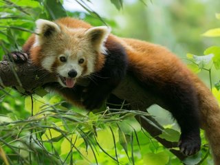 Обои дерево, мордочка, взгляд, панда, язык, красная панда, малая панда, tree, muzzle, look, panda, language, red panda разрешение 2048x1365 Загрузить