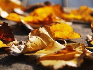 Обои листья, макро, осень, крупным планом, осенние листья, leaves, macro, autumn, closeup, autumn leaves разрешение 2560x1600 Загрузить