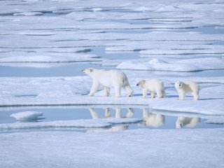 Обои вода, снег, отражение, медведи, льдина, полярная, белые медведи, полярные, water, snow, reflection, bears, floe, polar, polar bears разрешение 3500x2336 Загрузить