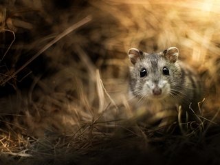 Обои трава, животные, хомяк, грызун, grass, animals, hamster, rodent разрешение 2048x1297 Загрузить