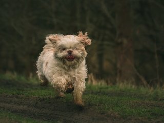 Обои природа, фон, мордочка, собака, язык, бег, лапки, ши-тцу, nature, background, muzzle, dog, language, running, legs, shih tzu разрешение 5439x3626 Загрузить