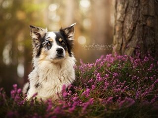 Обои цветы, природа, взгляд, собака, австралийская овчарка, ghanima, dackelpuppy, ria putzker, flowers, nature, look, dog, australian shepherd разрешение 2048x1387 Загрузить