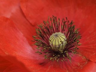 Обои макро, цветок, лепестки, красный, мак, macro, flower, petals, red, mac разрешение 2048x1373 Загрузить