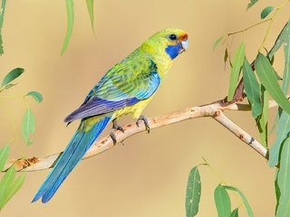 Обои птица, попугай, яркий, розелла, bird, parrot, bright, rosella разрешение 1920x1274 Загрузить