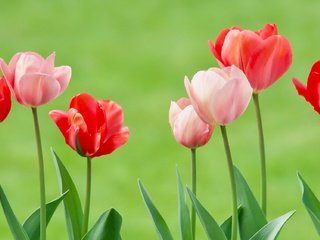 Обои цветы, бутоны, фон, тюльпаны, flowers, buds, background, tulips разрешение 2400x1122 Загрузить