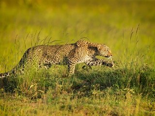 Обои леопард, хищник, крадётся, leopard, predator, sneaks разрешение 1979x1233 Загрузить