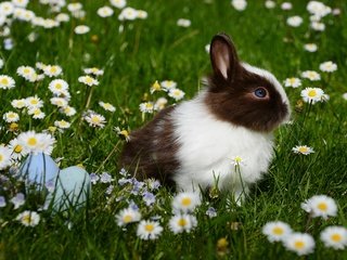 Обои цветы, трава, ромашки, кролик, животное, пасха, яйца, крашенки, flowers, grass, chamomile, rabbit, animal, easter, eggs разрешение 2992x2000 Загрузить