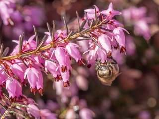 Обои цветы, макро, насекомое, пчела, вереск, flowers, macro, insect, bee, heather разрешение 2048x1378 Загрузить