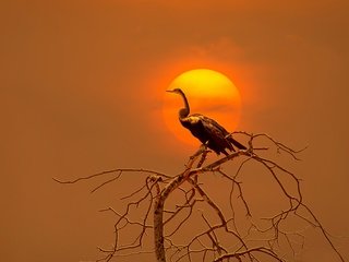 Обои ветка, солнце, дерево, закат, птица, branch, the sun, tree, sunset, bird разрешение 2880x1818 Загрузить