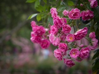 Обои цветы, розы, розовый, куст, flowers, roses, pink, bush разрешение 2048x1365 Загрузить