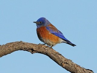 Обои небо, ветка, птица, самец, западная сиалия, the sky, branch, bird, male, western sialia разрешение 2048x1294 Загрузить