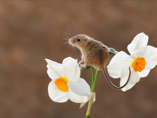 Обои цветок, мышь, животное, хвост, нарцисс, грызун, flower, mouse, animal, tail, narcissus, rodent разрешение 1920x1226 Загрузить