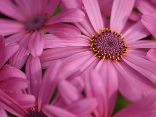 Обои макро, цветок, лепестки, остеоспермум, macro, flower, petals, osteospermum разрешение 2560x1600 Загрузить