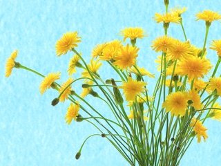 Обои цветы, лепестки, букет, стебель, желтые, полевые цветы, flowers, petals, bouquet, stem, yellow, wildflowers разрешение 2594x1848 Загрузить