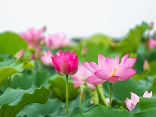 Обои цветы, листья, лотос, розовый, flowers, leaves, lotus, pink разрешение 2048x1367 Загрузить