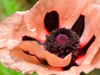 Обои макро, цветок, капли, лепестки, мак, macro, flower, drops, petals, mac разрешение 2560x1707 Загрузить