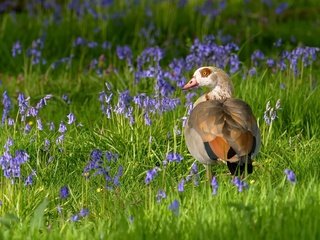 Обои цветы, трава, птица, клюв, перья, утка, flowers, grass, bird, beak, feathers, duck разрешение 2048x1152 Загрузить