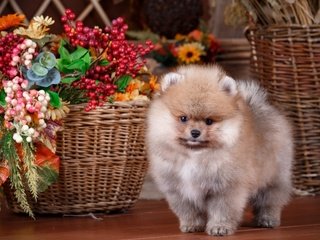 Обои цветы, собака, щенок, корзина, композиция, шпиц, flowers, dog, puppy, basket, composition, spitz разрешение 2880x1800 Загрузить