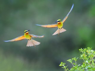 Обои полет, крылья, птицы, пчелоед, золотистая щурка, flight, wings, birds, peeled, european bee-eater разрешение 2048x1363 Загрузить