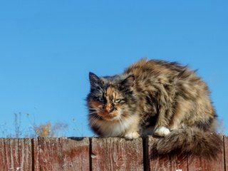 Обои небо, кот, мордочка, кошка, взгляд, забор, пушистый, the sky, cat, muzzle, look, the fence, fluffy разрешение 1920x1200 Загрузить