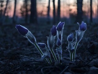 Обои лесные цветы, forest flowers разрешение 1920x1260 Загрузить